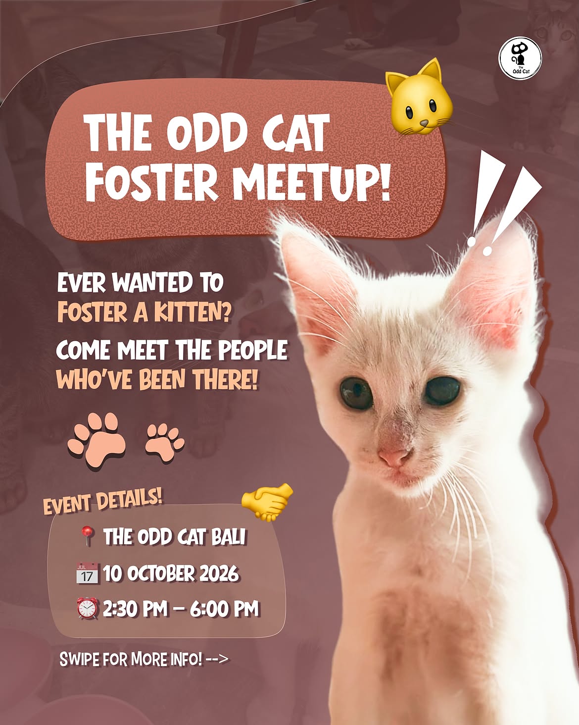 The Odd Cat Foster Meetup
